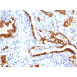 Immunohistochemistry - Anti-Cytokeratin 18 Antibody [KRT18/834] (A249199) - Antibodies.com