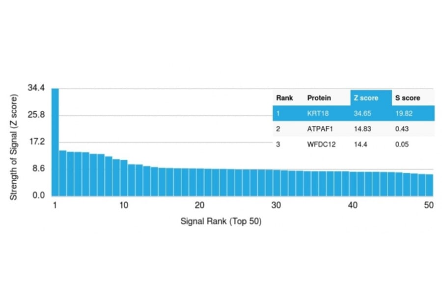 Protein Array - Anti-Cytokeratin 18 Antibody [KRT18/835] (A249199) - Antibodies.com