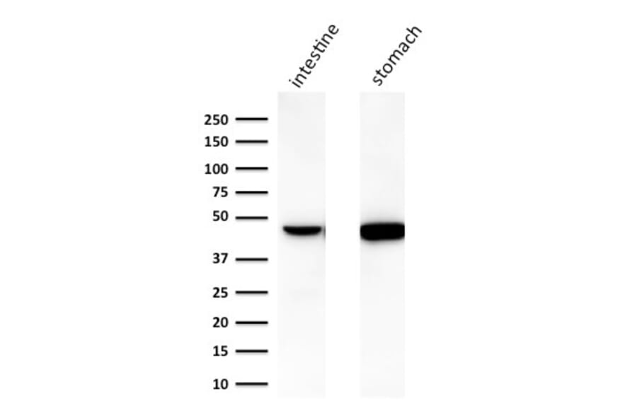 Western Blot - Anti-Cytokeratin 18 Antibody [C-04] (A249202) - Antibodies.com