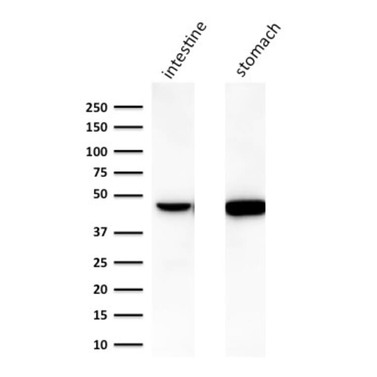 Western Blot - Anti-Cytokeratin 18 Antibody [C-04] (A249202) - Antibodies.com