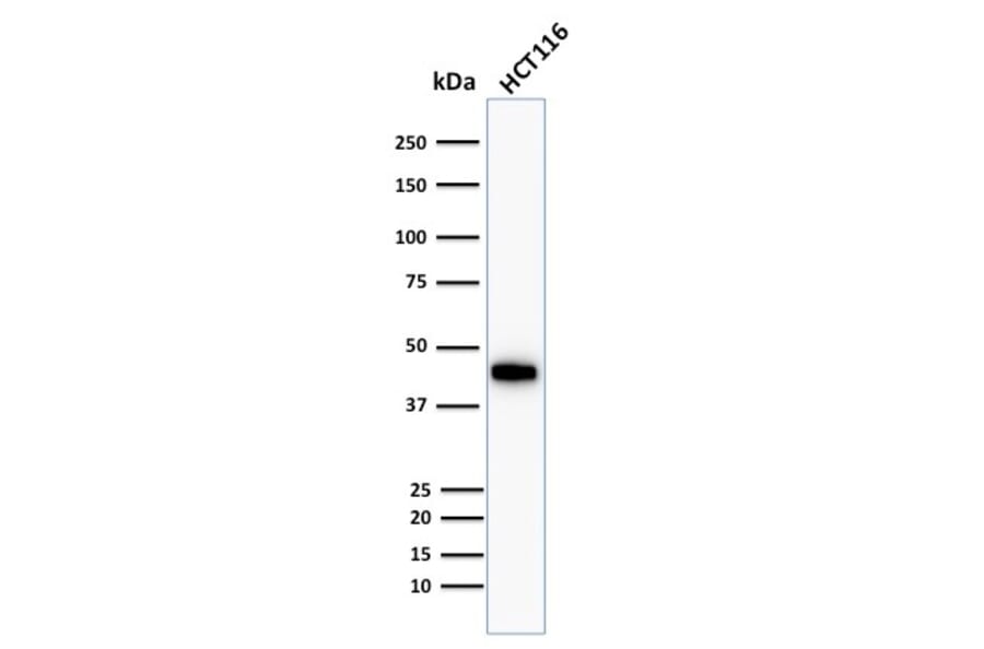 Western Blot - Anti-Cytokeratin 18 Antibody [Cocktail KRT18] (A249203) - Antibodies.com