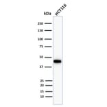 Western Blot - Anti-Cytokeratin 18 Antibody [Cocktail KRT18] (A249203) - Antibodies.com