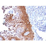 Immunohistochemistry - Anti-Cytokeratin 18 Antibody [Cocktail KRT18] (A249203) - Antibodies.com