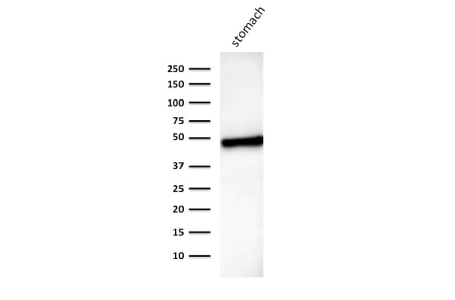 Western Blot - Anti-Cytokeratin 18 Antibody [B23.1] (A249204) - Antibodies.com