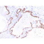 Immunohistochemistry - Anti-Cytokeratin 18 Antibody [KRT18/2808R] (A249205) - Antibodies.com