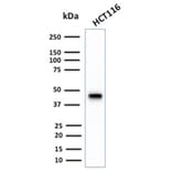 Western Blot - Anti-Cytokeratin 18 Antibody [KRT18/2808R] (A249205) - Antibodies.com