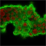 Immunofluorescence - Anti-Cytokeratin 18 Antibody [KRT18/2808R] (A249205) - Antibodies.com