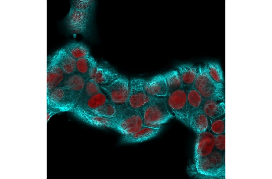 Immunofluorescence - Anti-Cytokeratin 18 Antibody [KRT18/2819R] (A249206) - Antibodies.com