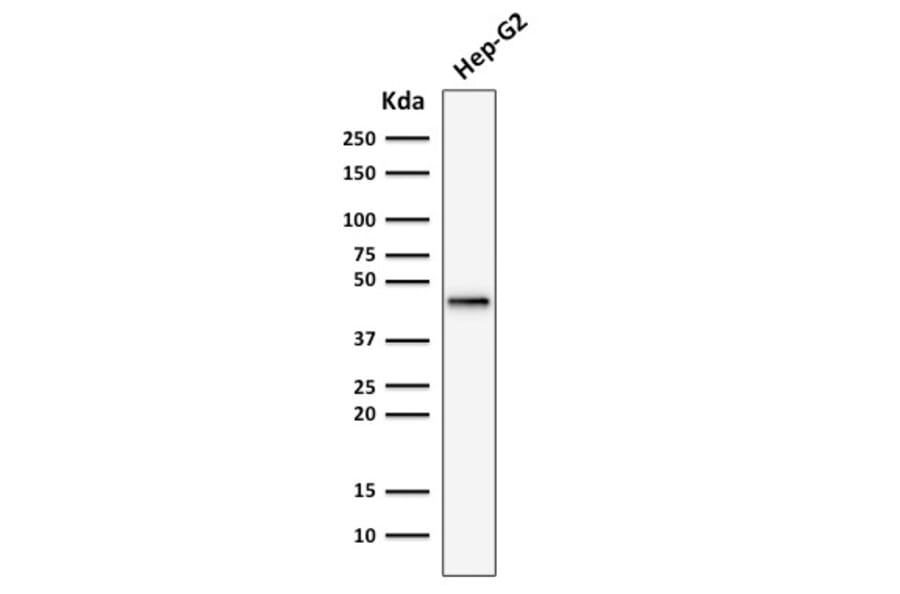 Western Blot - Anti-Cytokeratin 19 Antibody [rKRT19/799] (A249207) - Antibodies.com