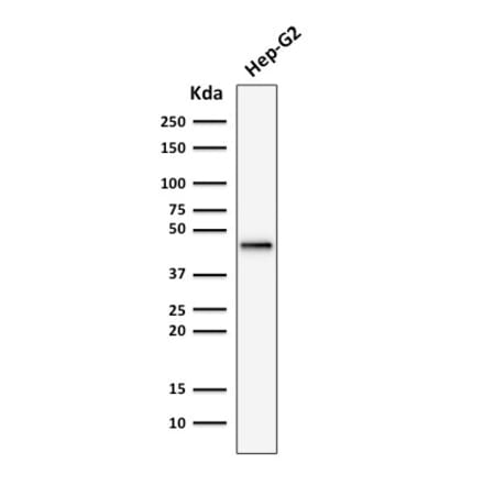 Western Blot - Anti-Cytokeratin 19 Antibody [rKRT19/799] (A249207) - Antibodies.com