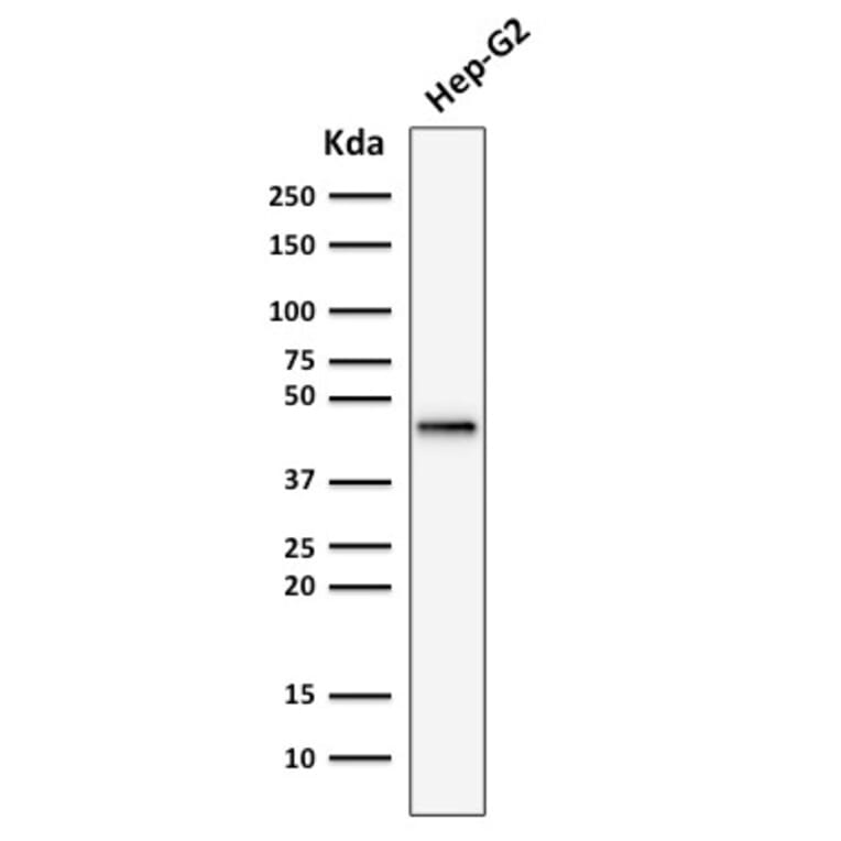 Western Blot - Anti-Cytokeratin 19 Antibody [rKRT19/799] (A249207) - Antibodies.com