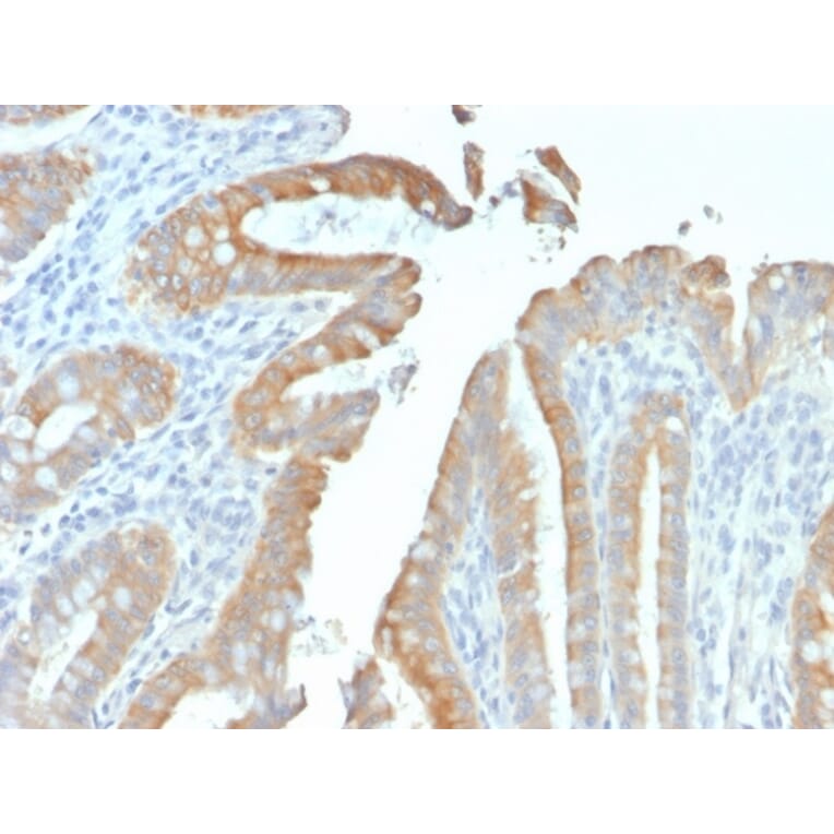 Immunohistochemistry - Anti-Cytokeratin 19 Antibody [rKRT19/799] (A249207) - Antibodies.com