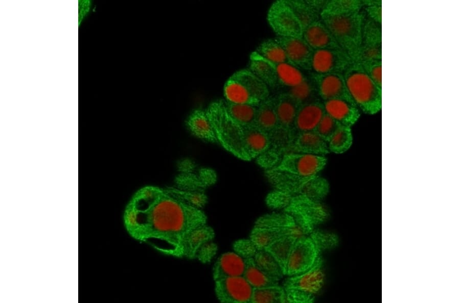 Immunofluorescence - Anti-Cytokeratin 19 Antibody [BA17] (A249209) - Antibodies.com