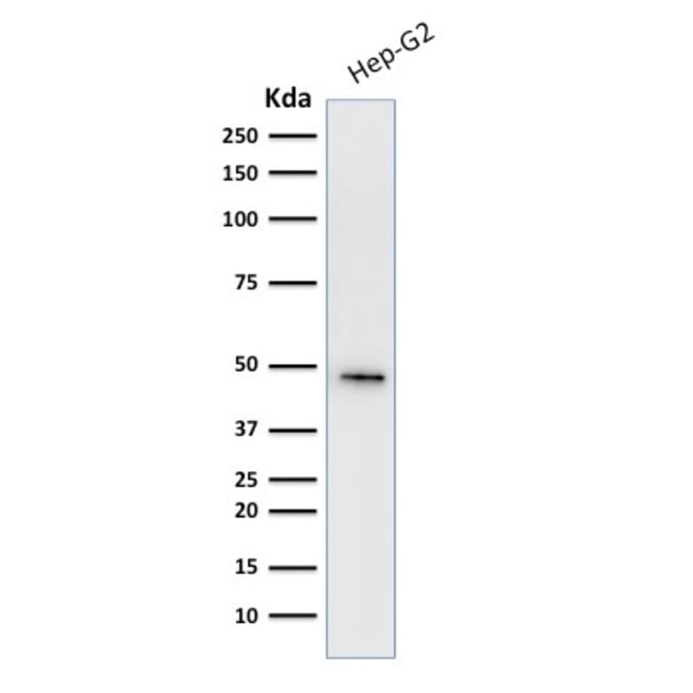 Western Blot - Anti-Cytokeratin 19 Antibody [A53-B/A2.26 + BA17] (A249212) - Antibodies.com