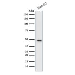 Western Blot - Anti-Cytokeratin 19 Antibody [A53-B/A2.26 + BA17] (A249212) - Antibodies.com