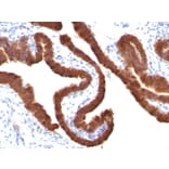 Immunohistochemistry - Anti-Cytokeratin 19 Antibody [KRT19/799] (A249213) - Antibodies.com