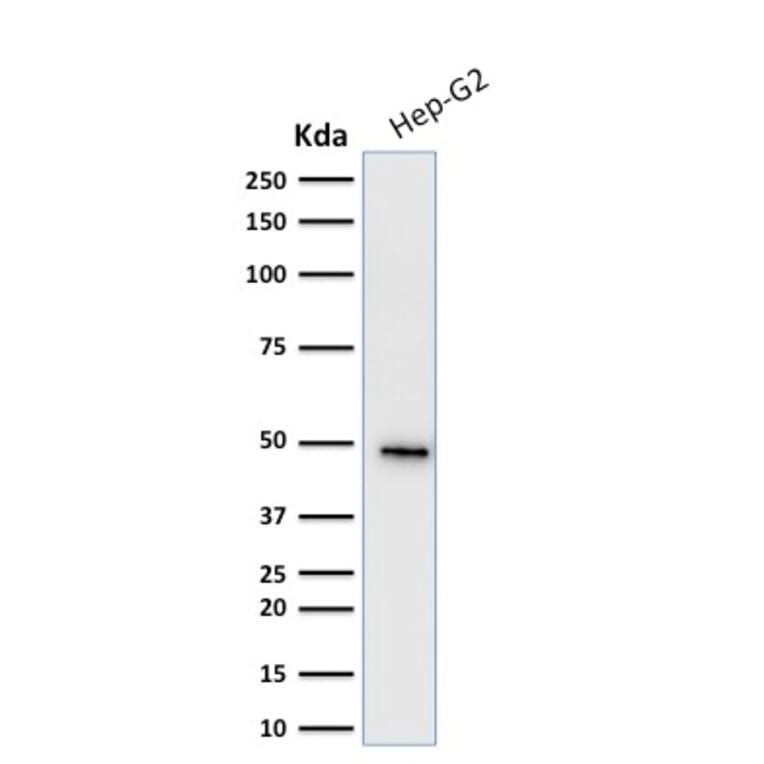 Western Blot - Anti-Cytokeratin 19 Antibody [KRT19/799] (A249213) - Antibodies.com