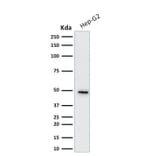 Western Blot - Anti-Cytokeratin 19 Antibody [KRT19/799] (A249213) - Antibodies.com