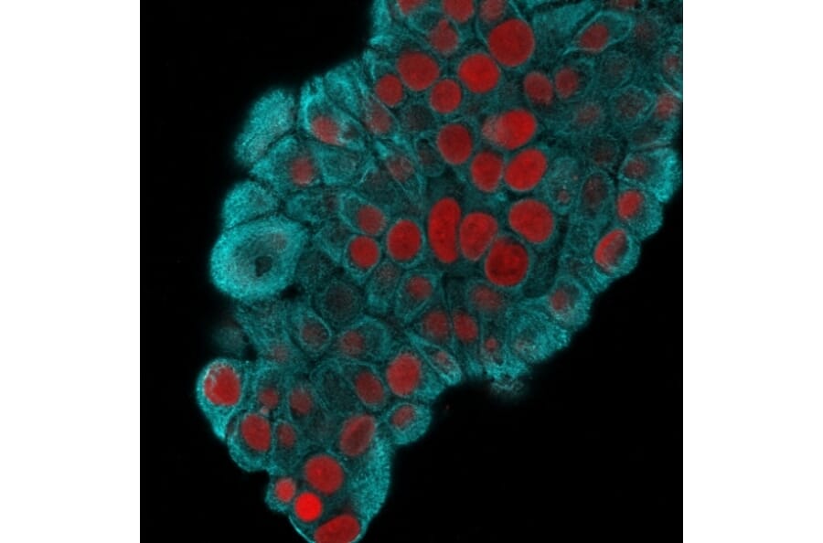Immunofluorescence - Anti-Cytokeratin 19 Antibody [KRT19/800] (A249213) - Antibodies.com