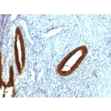 Immunohistochemistry - Anti-Cytokeratin 19 Antibody [KRT19/800] (A249214) - Antibodies.com