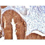 Immunohistochemistry - Anti-Cytokeratin 19 Antibody [KRT19/800] (A249214) - Antibodies.com