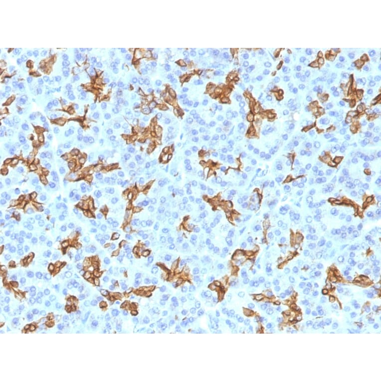 Immunohistochemistry - Anti-Cytokeratin 19 Antibody [KRT19/800] (A249214) - Antibodies.com