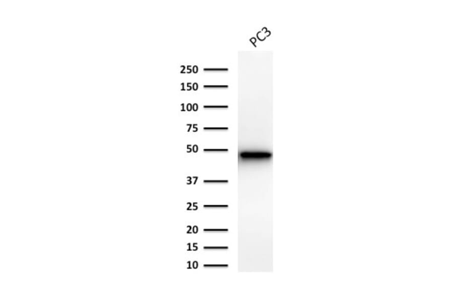 Western Blot - Anti-Cytokeratin 19 Antibody [Ks19.1] (A249215) - Antibodies.com