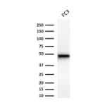 Western Blot - Anti-Cytokeratin 19 Antibody [Ks19.1] (A249215) - Antibodies.com