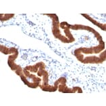 Immunohistochemistry - Anti-Cytokeratin 19 Antibody [KRT19/799 + KRT19/800] (A249216) - Antibodies.com
