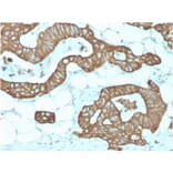 Immunohistochemistry - Anti-Cytokeratin 19 Antibody [KRT19/1959R] (A249217) - Antibodies.com