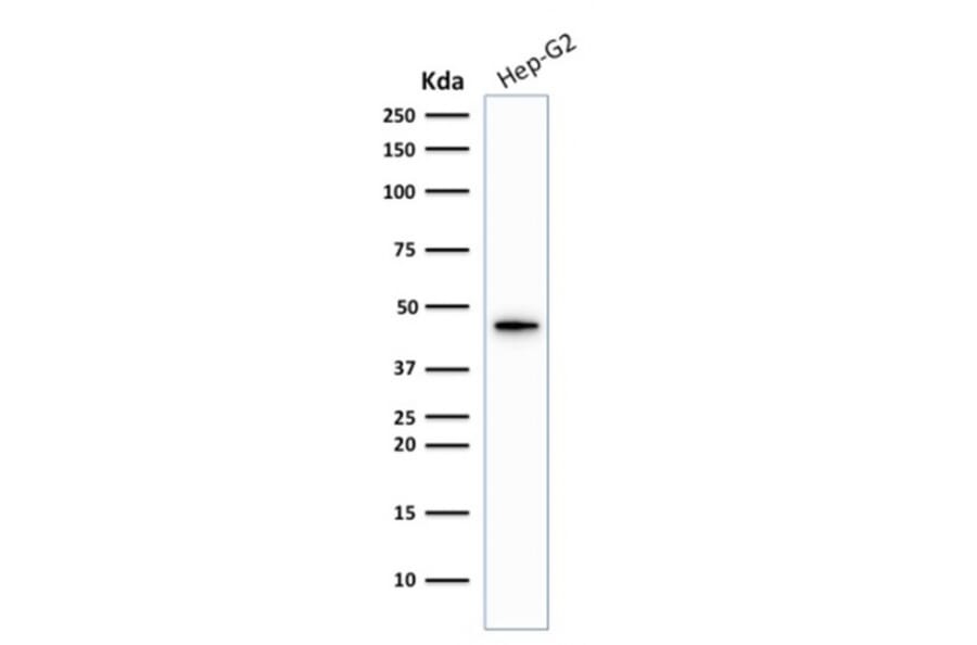 Western Blot - Anti-Cytokeratin 19 Antibody [KRT19/1959R] (A249218) - Antibodies.com