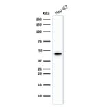 Western Blot - Anti-Cytokeratin 19 Antibody [KRT19/1959R] (A249218) - Antibodies.com