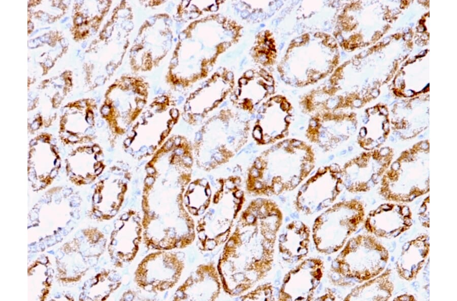 Immunohistochemistry - Anti-Laminin gamma 1 Antibody [A5] (A249221) - Antibodies.com