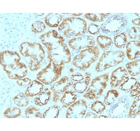 Immunohistochemistry - Anti-Laminin gamma 1 Antibody [SPM193] (A249222) - Antibodies.com