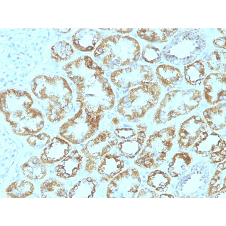 Immunohistochemistry - Anti-Laminin gamma 1 Antibody [SPM193] (A249222) - Antibodies.com