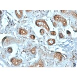 Immunohistochemistry - Anti-67kDa Laminin Receptor Antibody [RPSA/2699] (A249224) - Antibodies.com