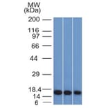 Western Blot - Anti-Galectin 1 Antibody [GAL1/1831] (A249226) - Antibodies.com