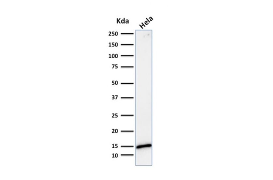 Western Blot - Anti-Galectin 1 Antibody [GAL1/1831] (A249226) - Antibodies.com