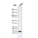 Western Blot - Anti-Galectin 1 Antibody [GAL1/2499R] (A249227) - Antibodies.com