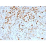 Immunohistochemistry - Anti-Luteinizing Hormone beta Antibody [LHb/1214] (A249227) - Antibodies.com