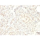 Immunohistochemistry - Anti-LMO2 Antibody [LMO2/1971] (A249234) - Antibodies.com