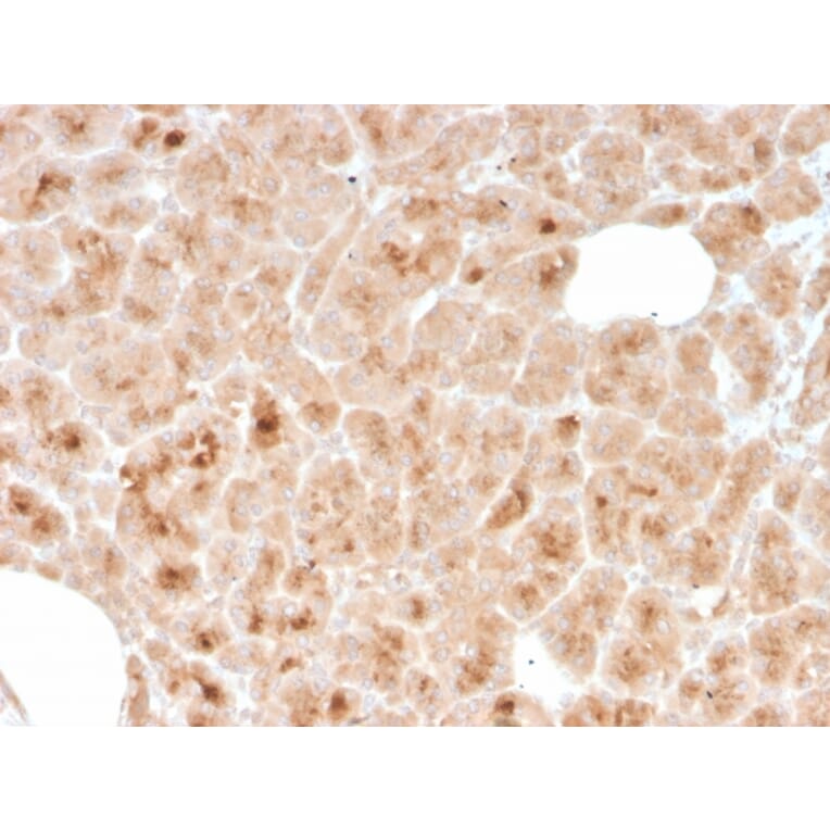 Immunohistochemistry - Anti-LMO2 Antibody [rLMO2/1971] (A249235) - Antibodies.com