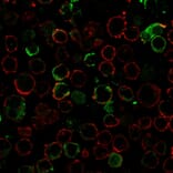 Immunofluorescence - Anti-LMO2 Antibody [LMO2/3147R] (A249236) - Antibodies.com
