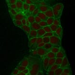 Immunofluorescence - Anti-TROP2 Antibody [TACSTD2/2152] (A249240) - Antibodies.com
