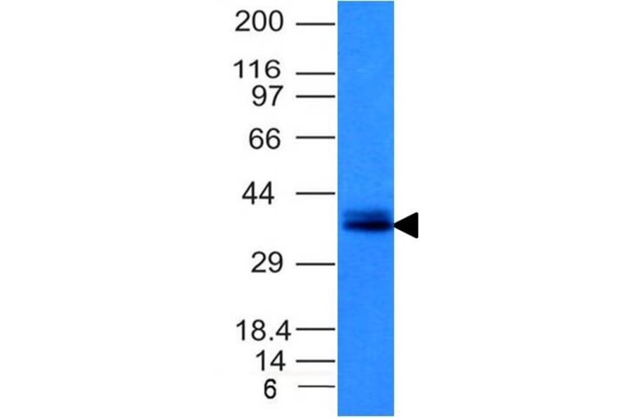 Western Blot - Anti-EpCAM Antibody [EGP40/1120] (A249244) - Antibodies.com