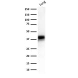 Western Blot - Anti-EpCAM Antibody [EGP40/1372] (A249246) - Antibodies.com
