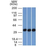 Western Blot - Anti-EpCAM Antibody [EGP40/1372] (A249246) - Antibodies.com