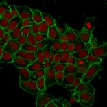 Immunofluorescence - Anti-EpCAM Antibody [EGP40/1372] (A249246) - Antibodies.com