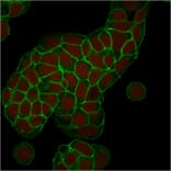 Immunofluorescence - Anti-EpCAM Antibody [EGP40/1373] (A249247) - Antibodies.com