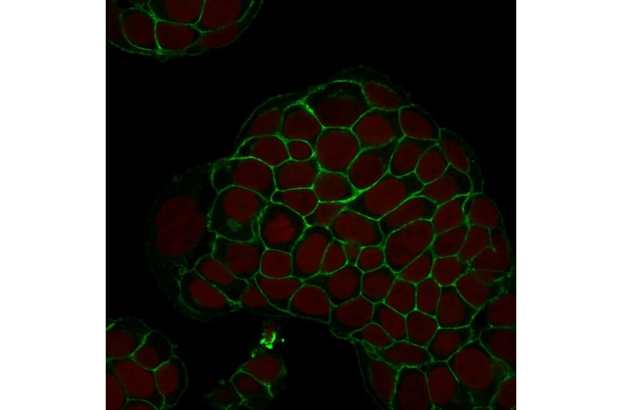 Immunofluorescence - Anti-EpCAM Antibody [EGP40/1798] (A249249) - Antibodies.com